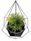 Preview: DanDiBo Blumenampel Innen Metall Wand Hängepflanzen 59 cm 96095 S mit Topf 6 Ecken Pflanzenhänger Blumenhänger Topfhänger Blumen Blumentopfhänger Hängetopf