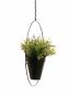 Preview: DanDiBo Blumenampel Innen Metall Wand Schwarz Matt Hängepflanzen Ø 40 cm KW446 mit Topf Pflanzenhänger Blumenhänger Topfhänger Blumen Blumentopfhänger Hängetopf
