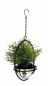 Preview: DanDiBo Blumenampel Innen Metall Wand Hängepflanzen 43 cm 96087 S mit Topf Silber Pflanzenhänger Blumenhänger Topfhänger Blumen Blumentopfhänger Hängetopf