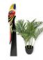 Preview: DanDiBo Deko Figur Papagei Nr.12 Vogel aus Holz Skulptur Gelb Rot 80 cm Holzvogel Handgeschnitzt Stehend Tierfigur Schnitzskulptur