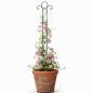 Preview: DanDiBo Plant Support Trellis Metal 135 cm Ground Spike Classic Garden Stake Climbing Support Plant Holder Trellis Column Garden Flower Stake