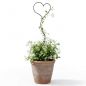 Preview: DanDiBo Plant Support Climbing Trellis Metal 150 cm Ground Spike Heart Garden Stake Trellis Climbing Plants Flower Holder Garden Heart Stake