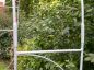 Preview: DanDiBo Rose Arch Metal Stable Galvanized 120 cm Wide Climbing Arch 96518 Garden Arch Gateway Round Arch Plant Arch Solid Hot-Dip Galvanized Garden Weatherproof Wrought Iron